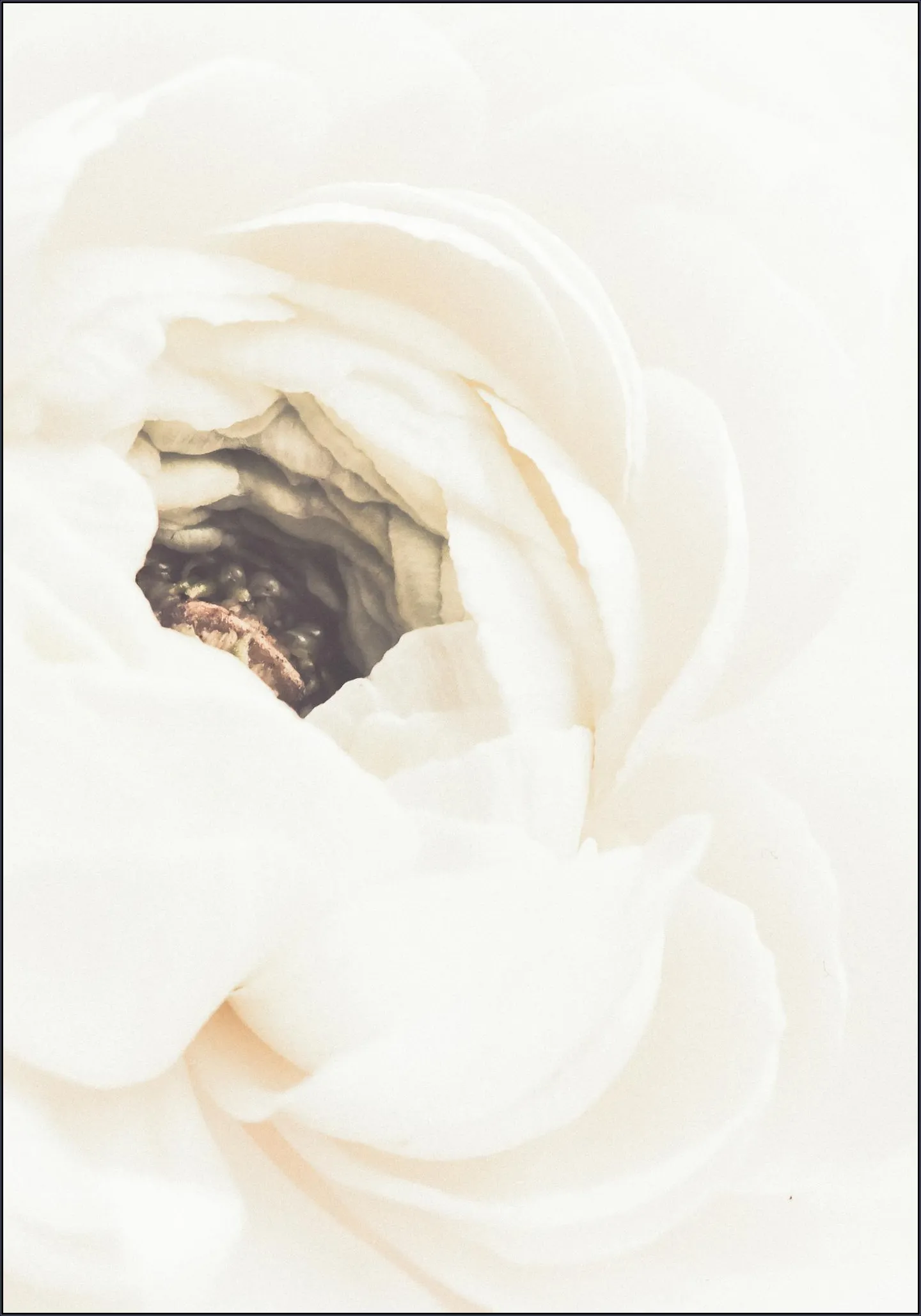 White Flower 01
