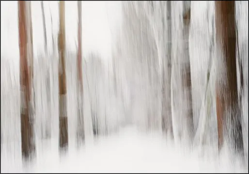 Snow in the Forest