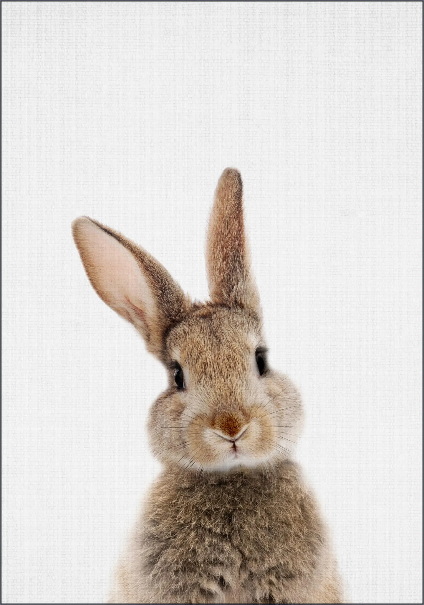 Print 315 Rabbit