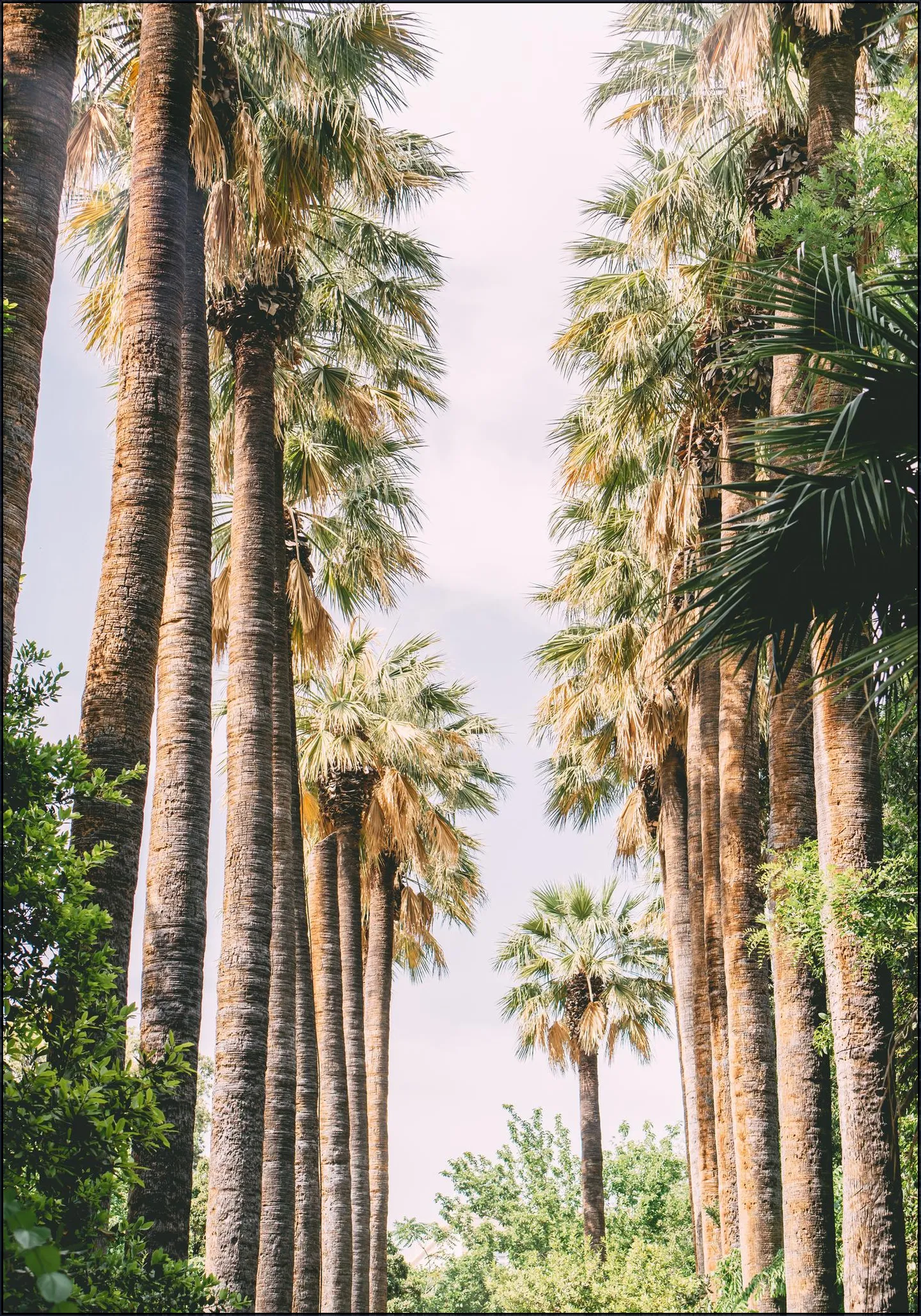 Palm Tree Lane