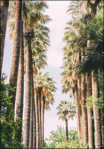 Palm Tree Lane