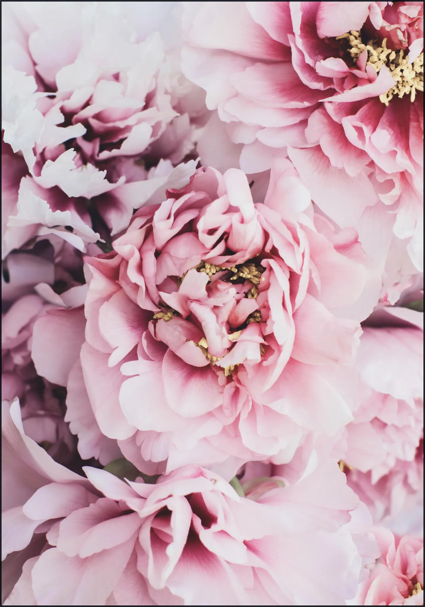 Pink Peonies Flowers