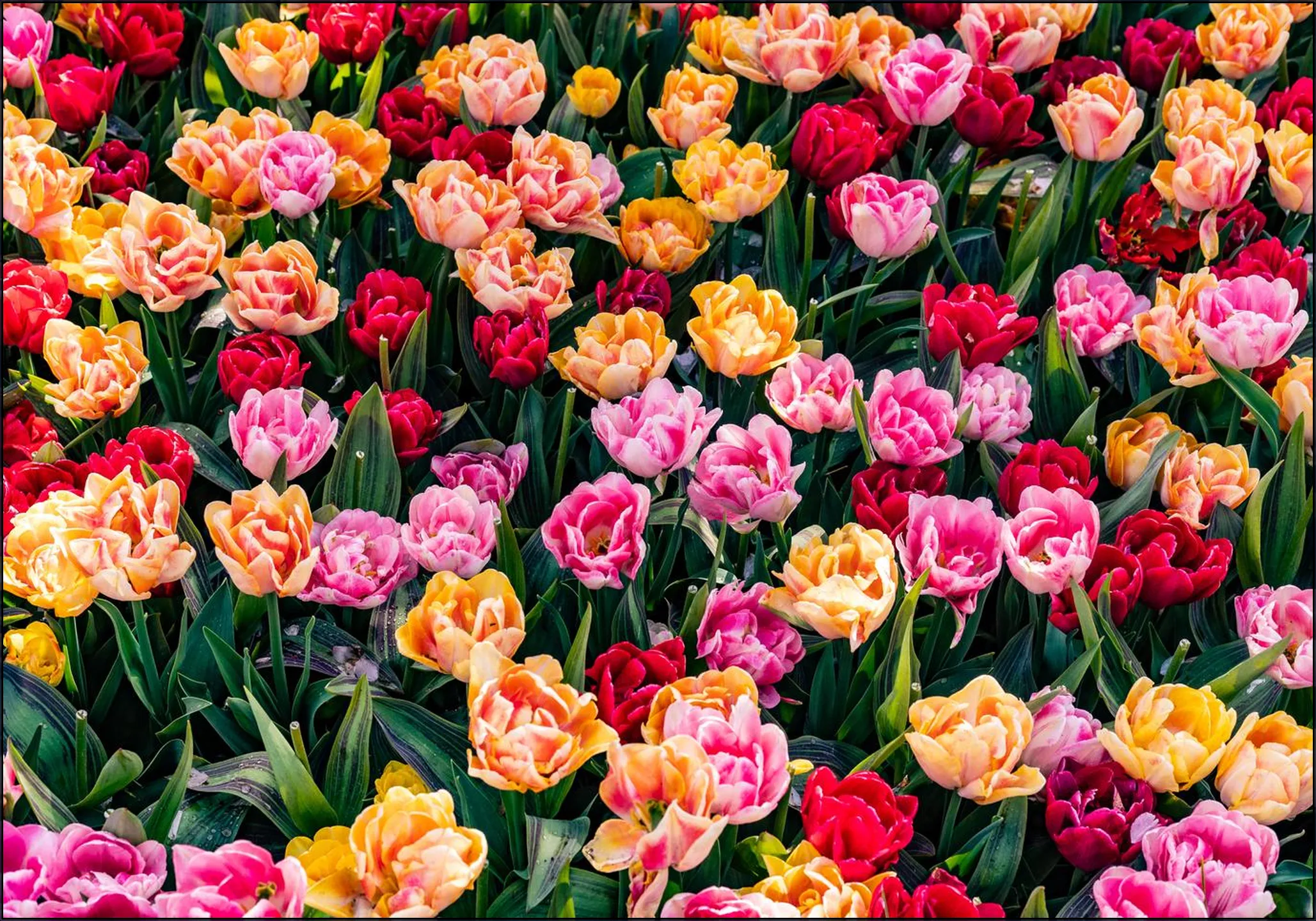 Keukenhof