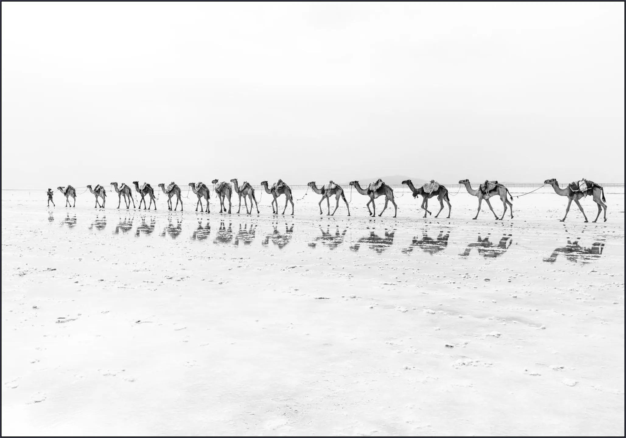 Salt Transport with Camels