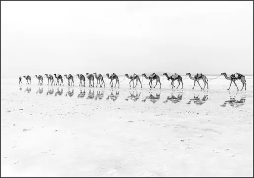 Salt Transport with Camels