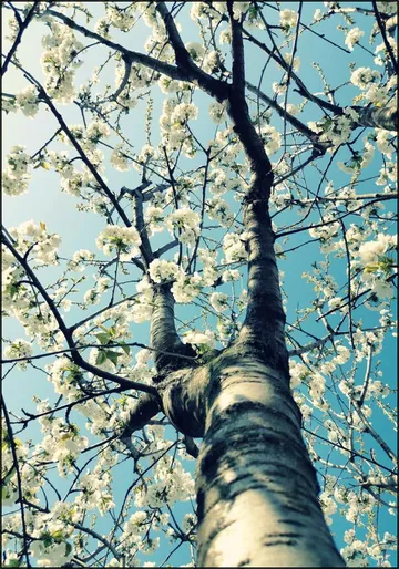 Under the Cherry Tree