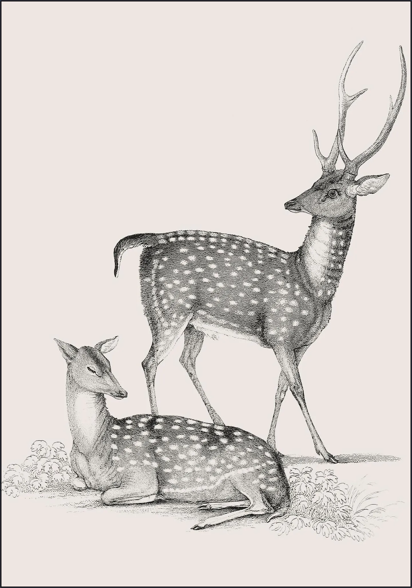 Deer light