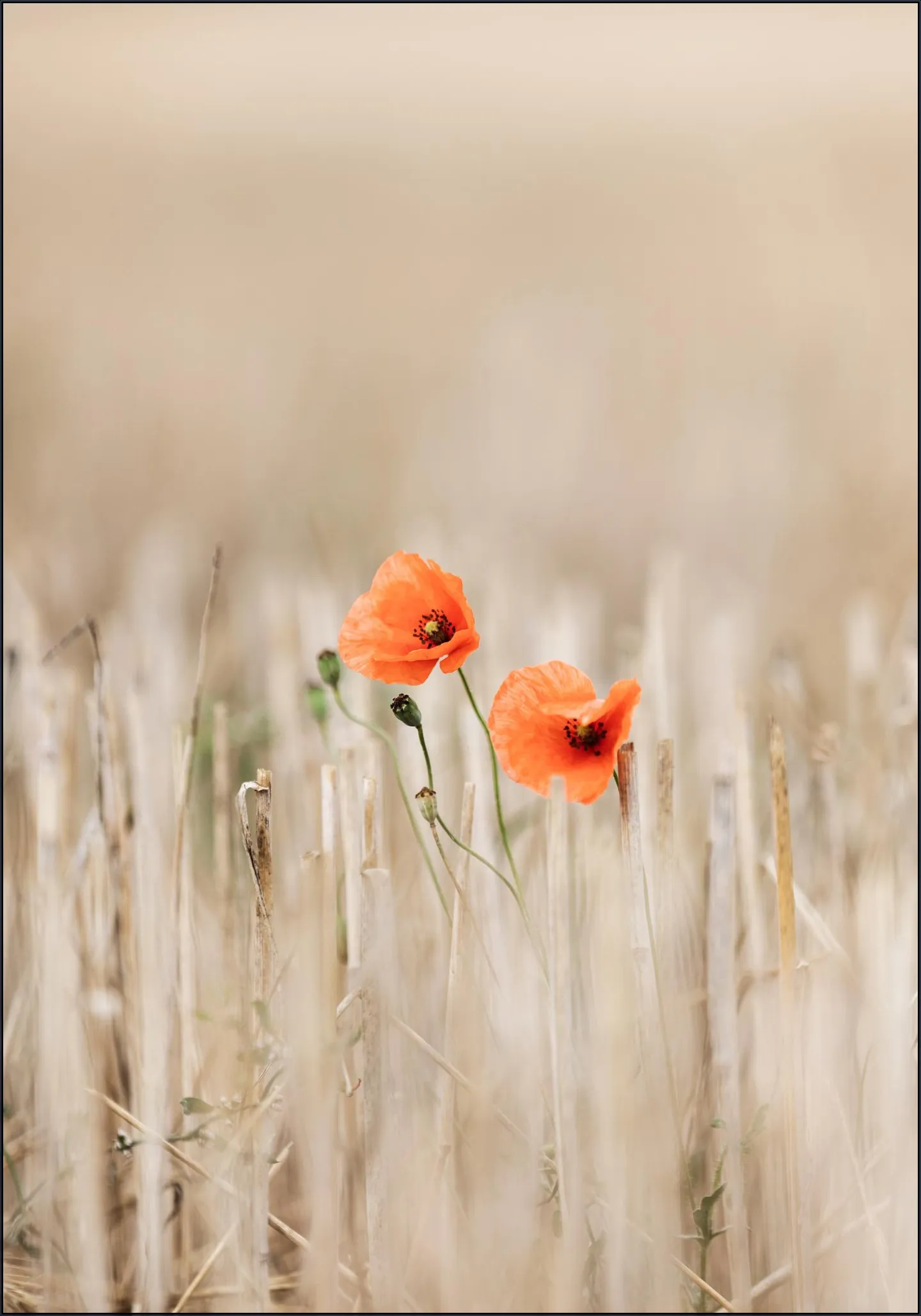 Summer Poppies