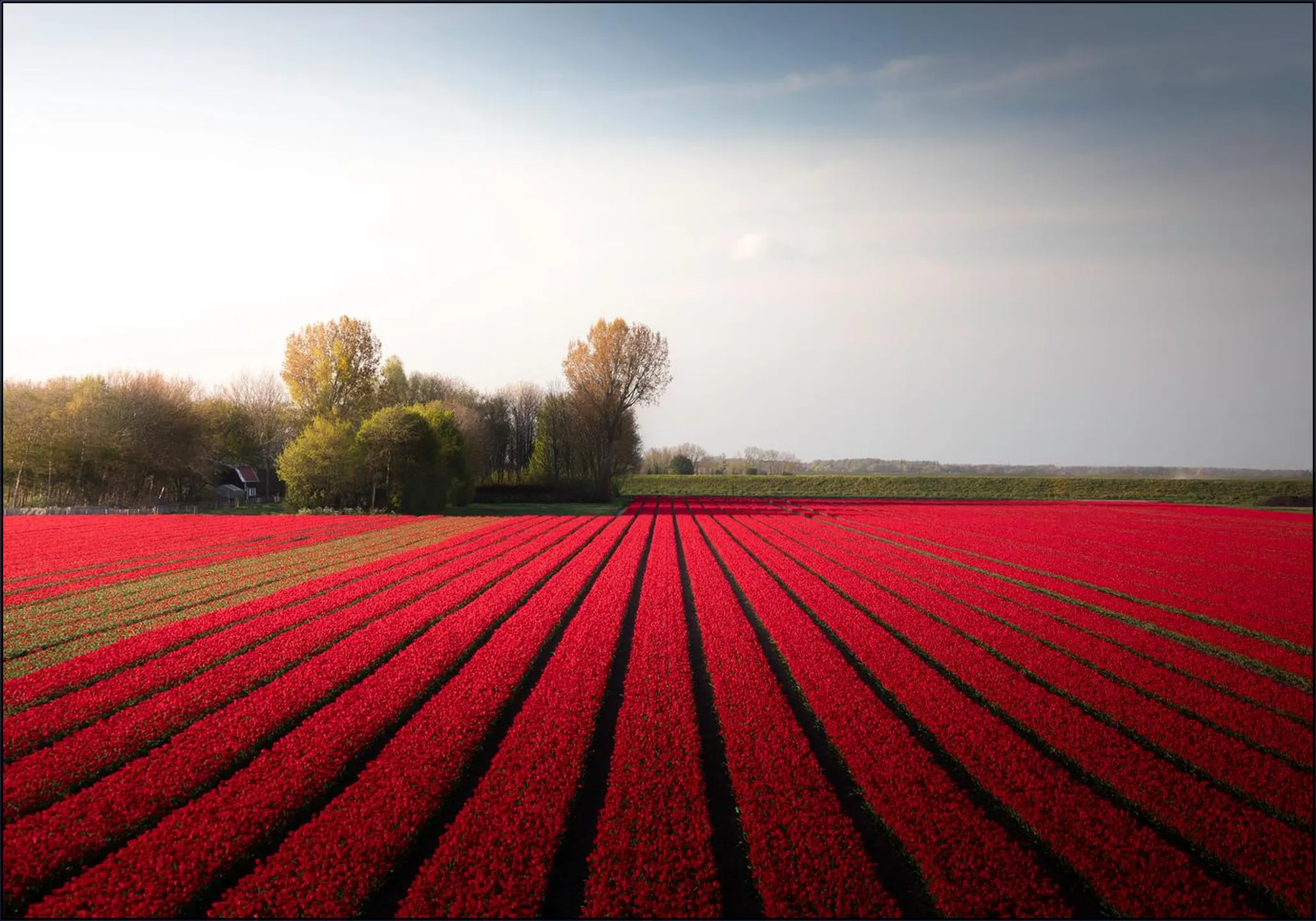 Red Fields of Spring