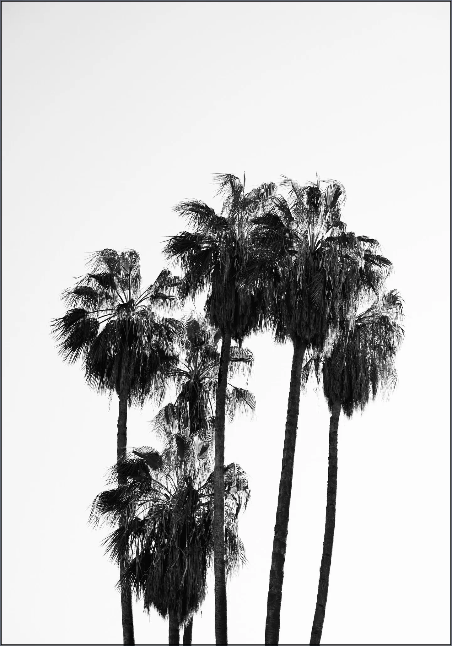 Palms in the Wind