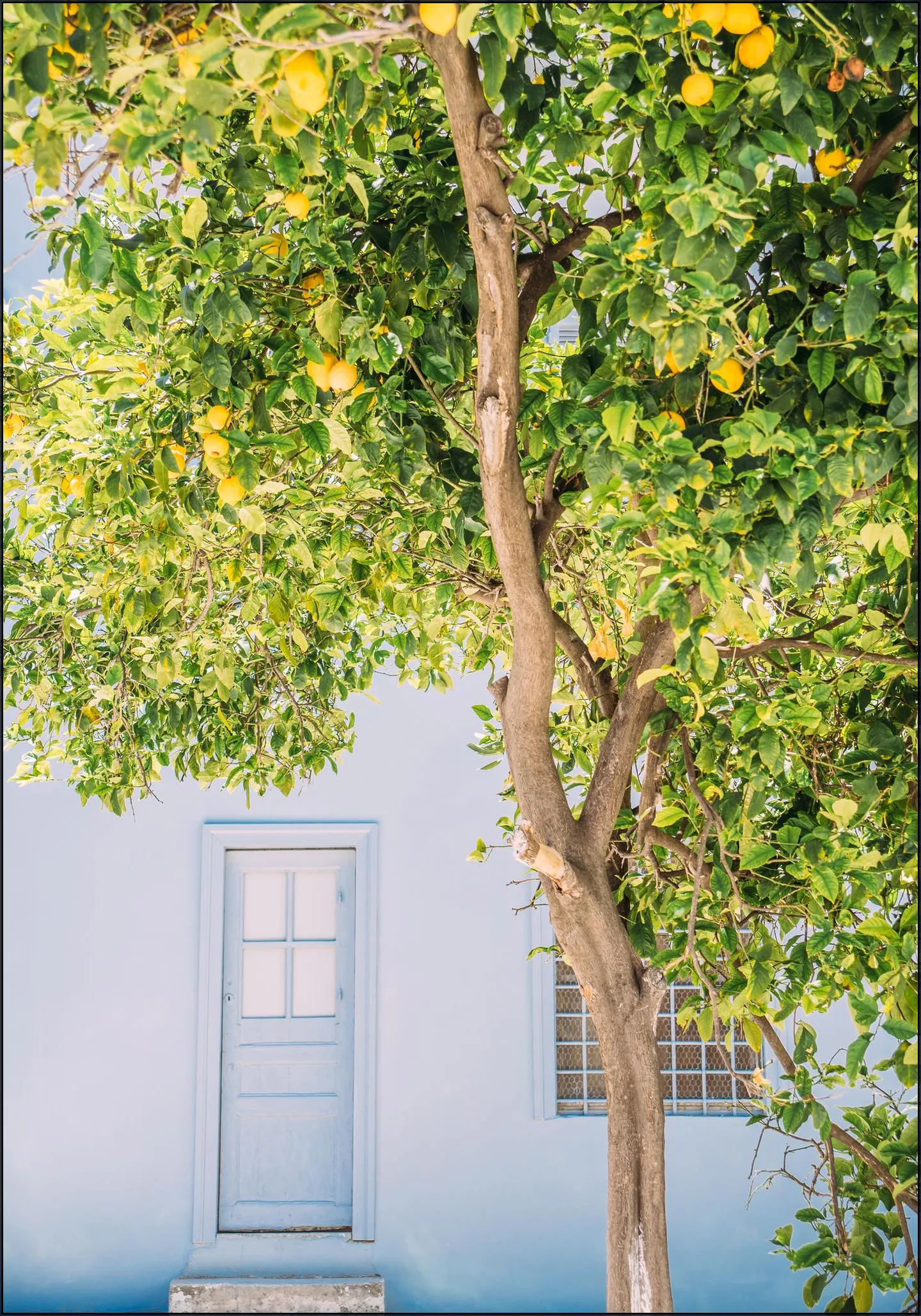 Blue House Lemon Tree
