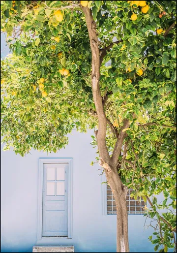 Blue House Lemon Tree