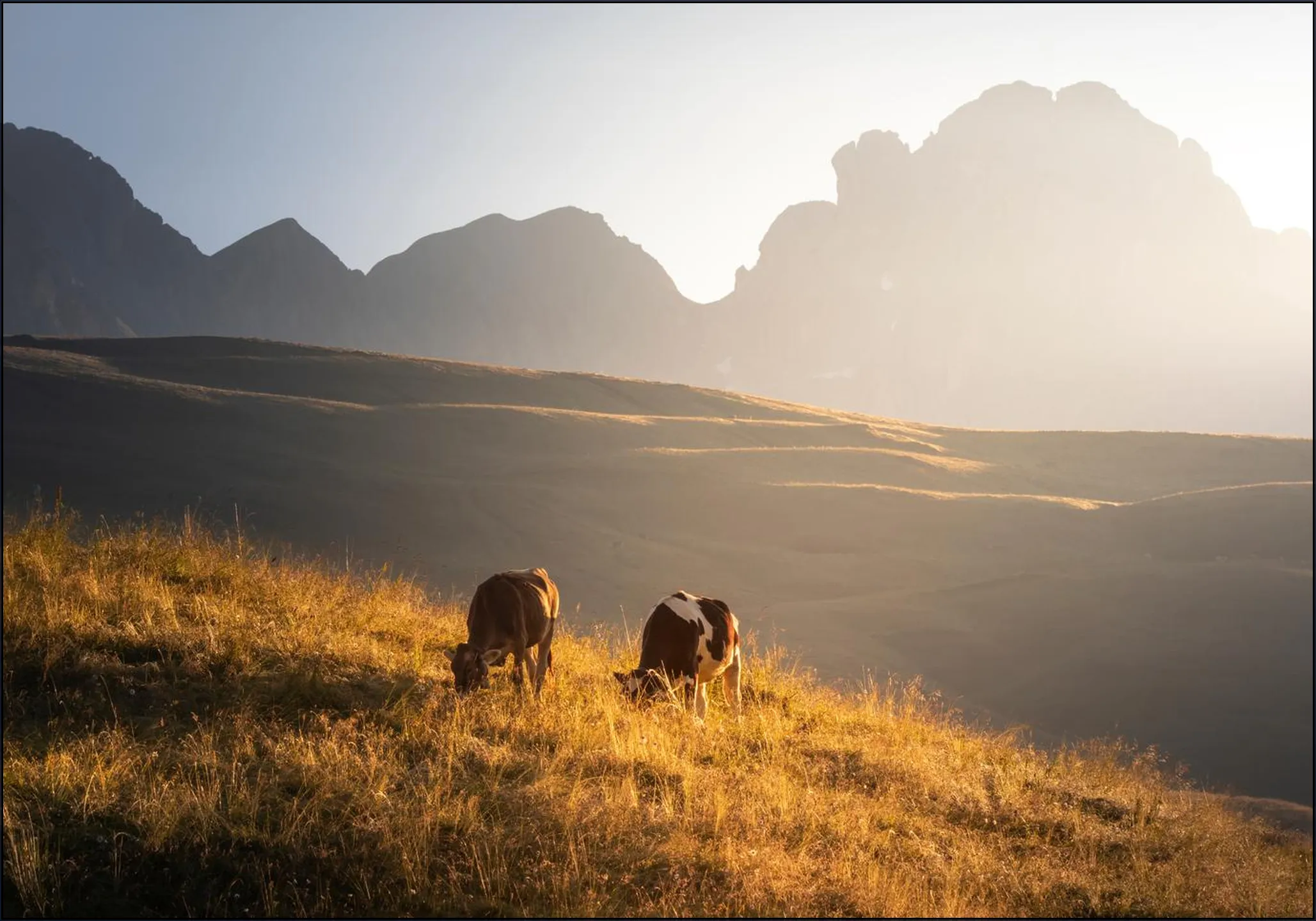 Trentino Cows in the Dolomites 