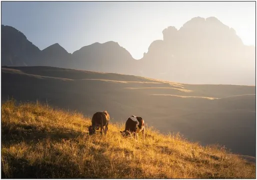 Trentino Cows in the Dolomites 