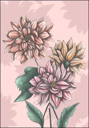 Pink Dahlias