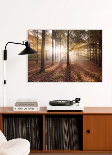 Autumn in the Forest