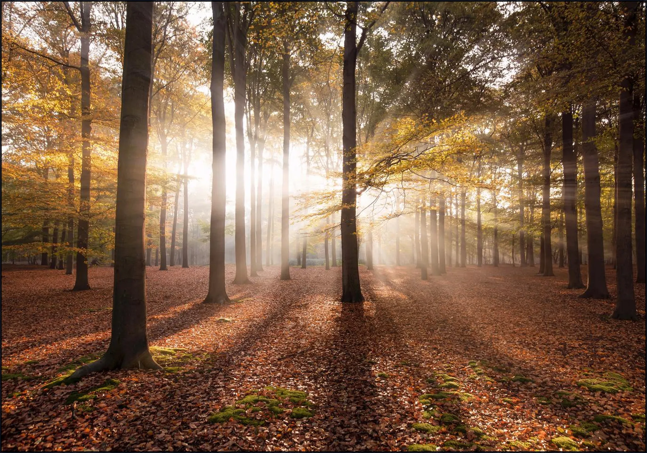 Autumn in the Forest