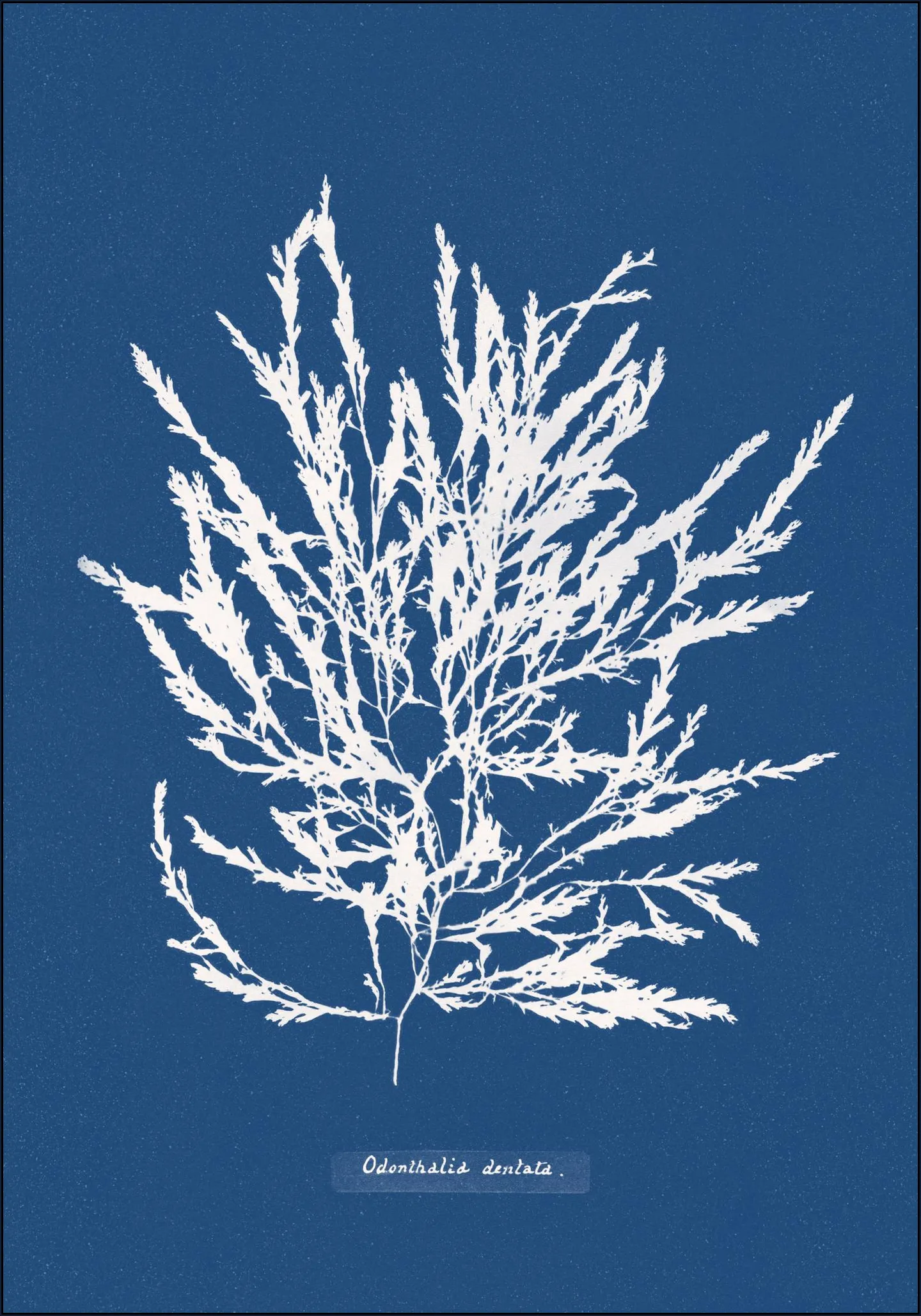 Odonthalia Dentata - Fern