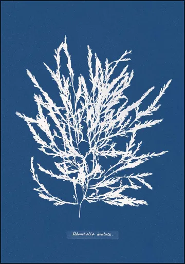 Odonthalia Dentata - Fern