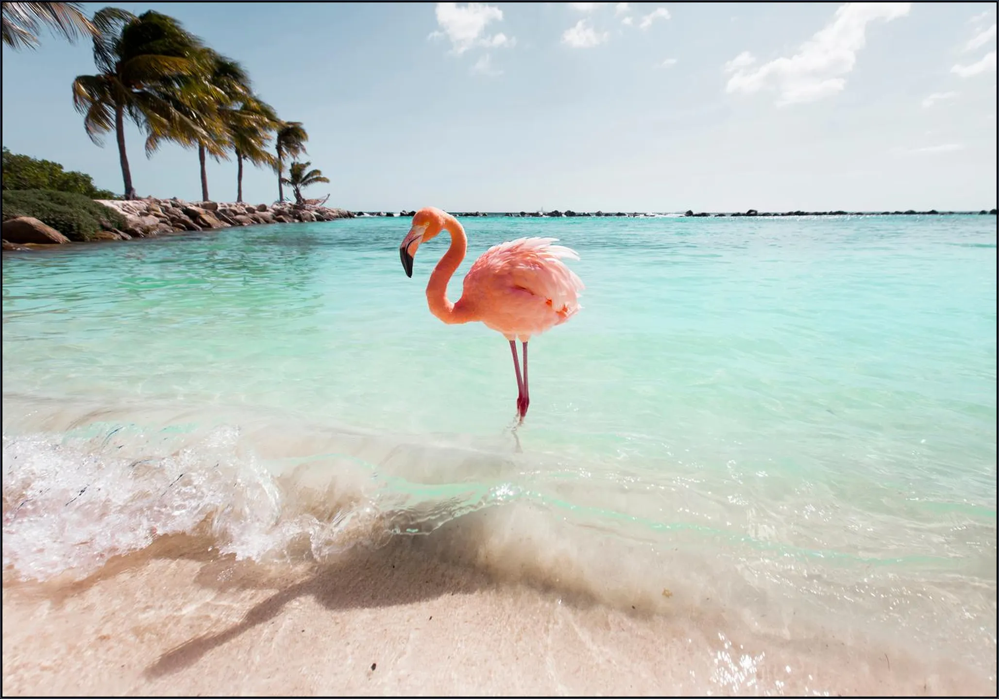 Flamingo Series Crystal Clear