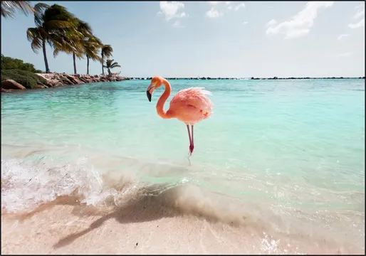 Flamingo Series Crystal Clear