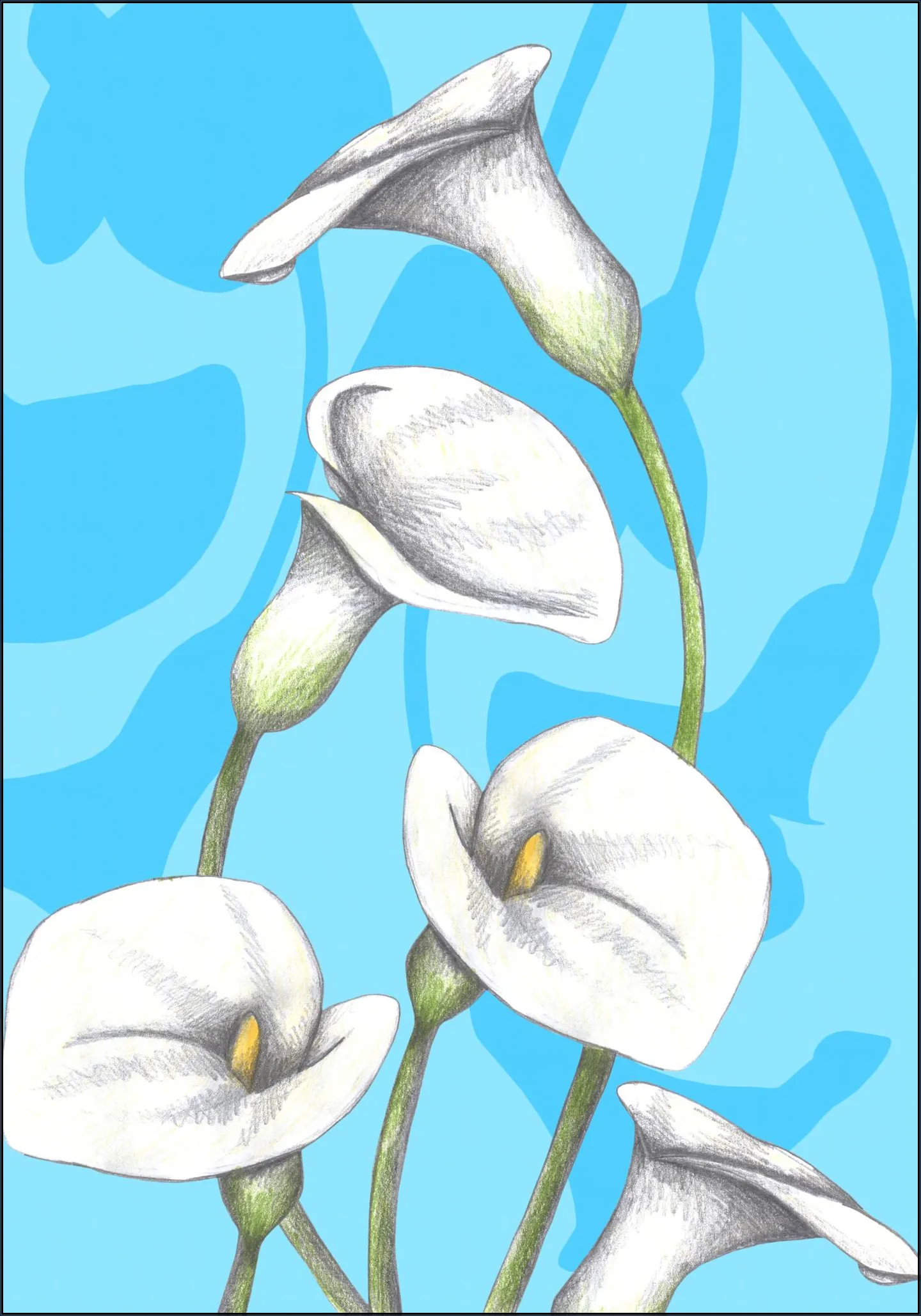 Calla Lily