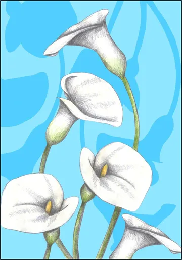 Calla Lily