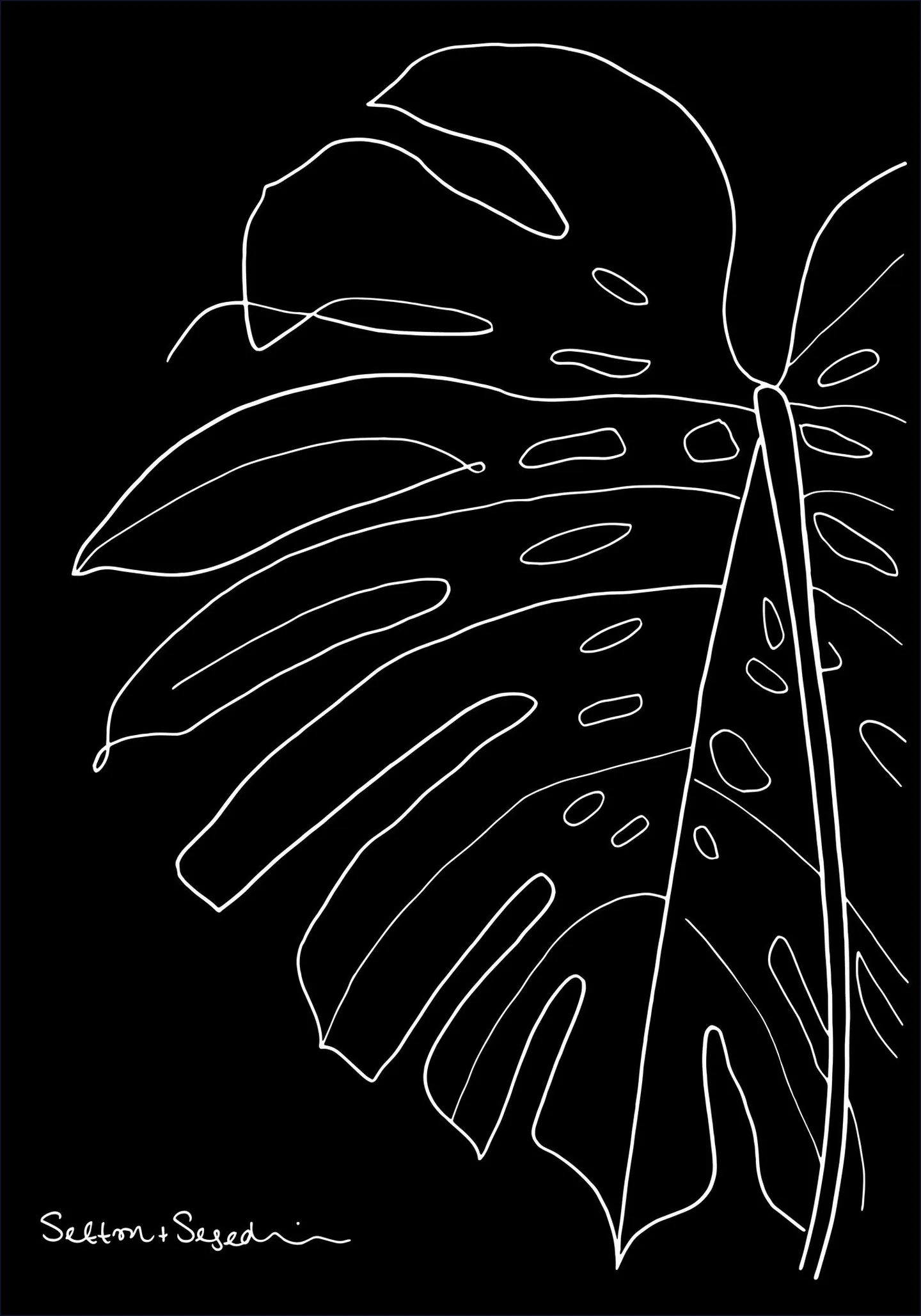 Monstera black
