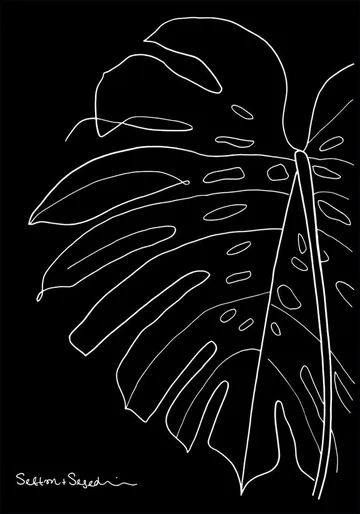 Monstera black