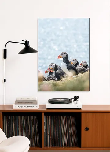 Puffins