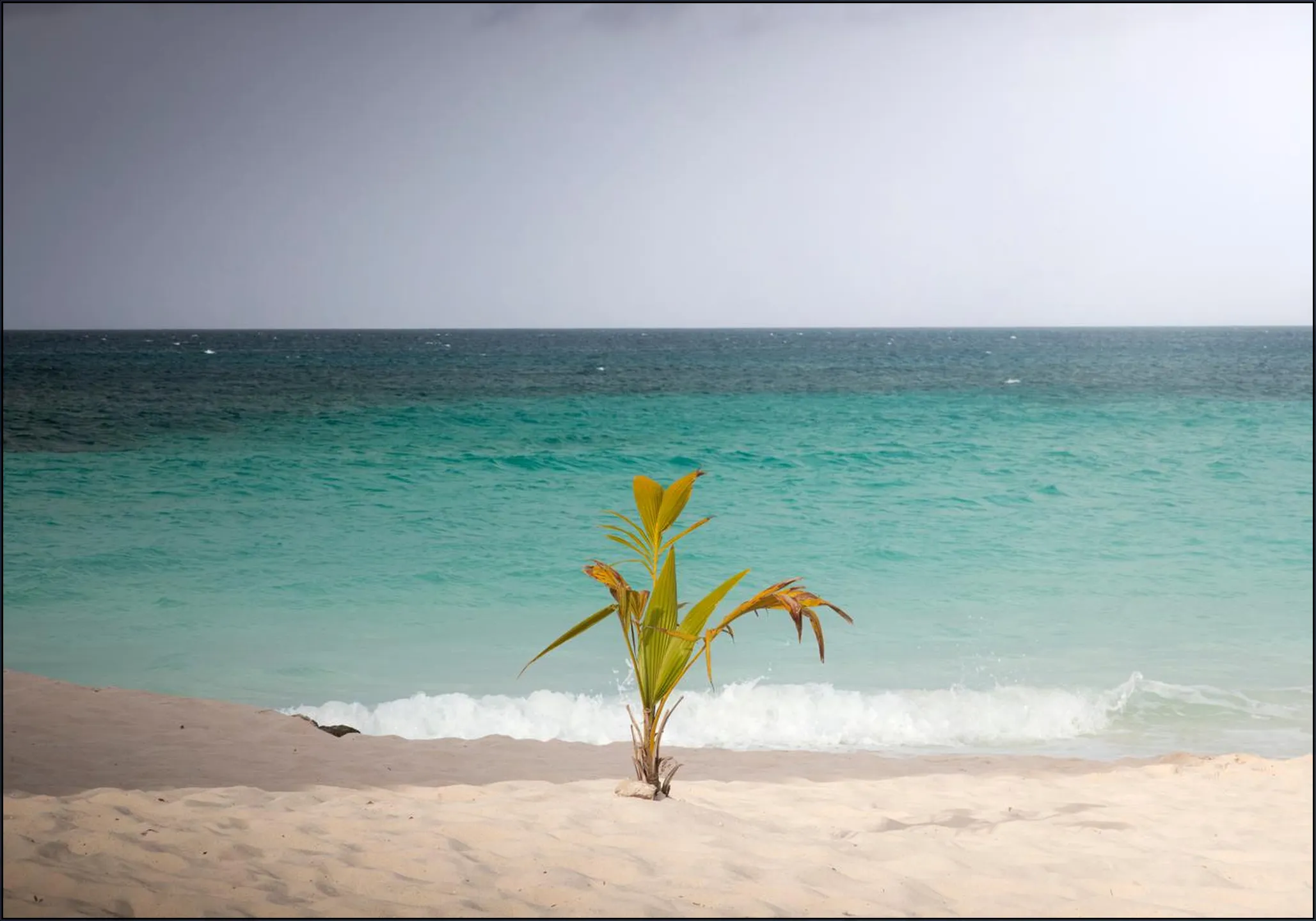 Lonely Palm On Quiet Tropical Beach