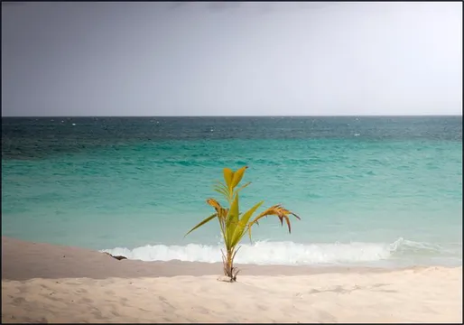Lonely Palm On Quiet Tropical Beach