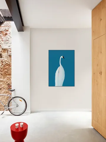 Swan Maybe