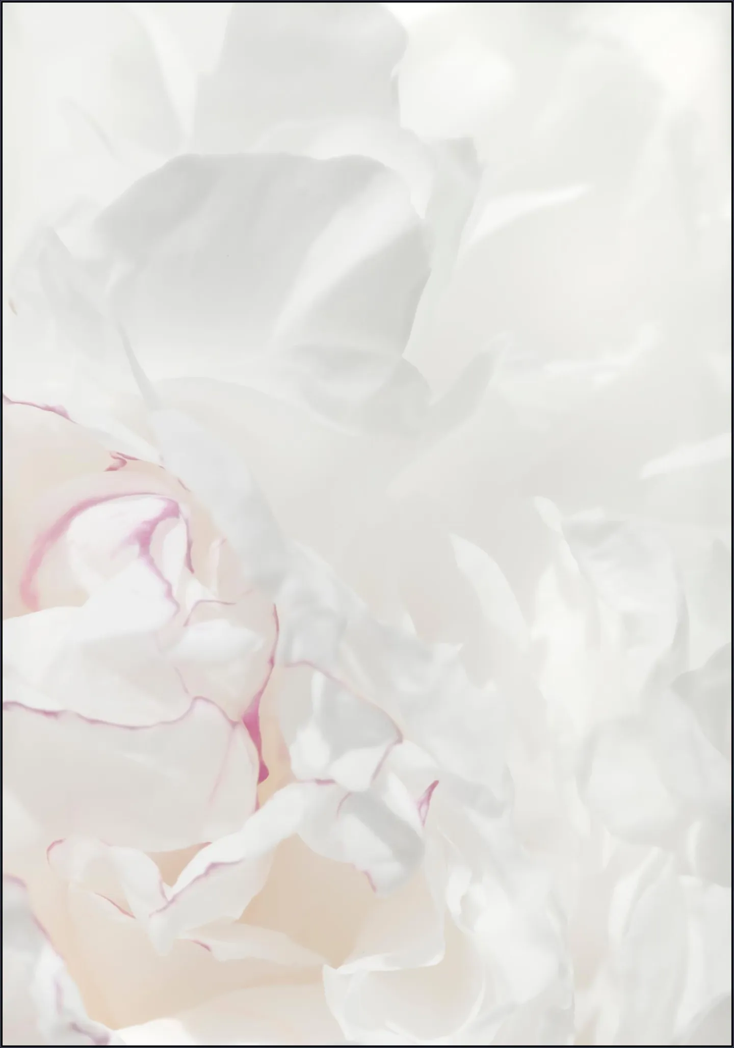 Peony 21