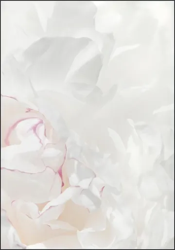 Peony 21