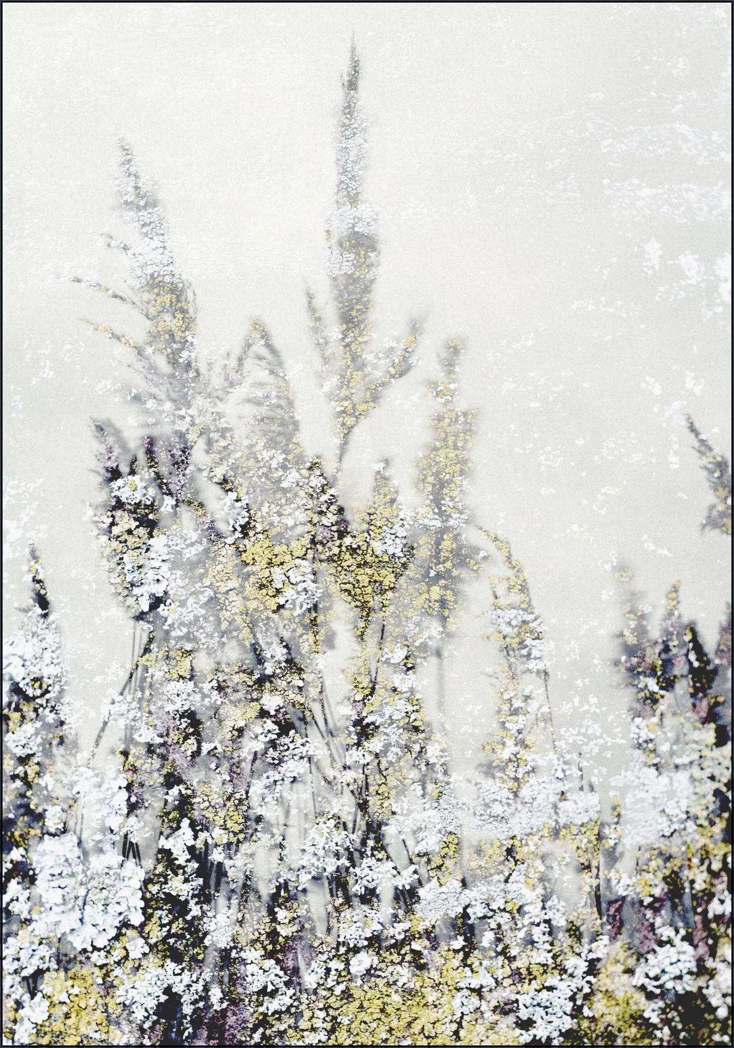 Winter Reed