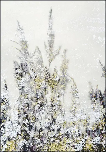 Winter Reed