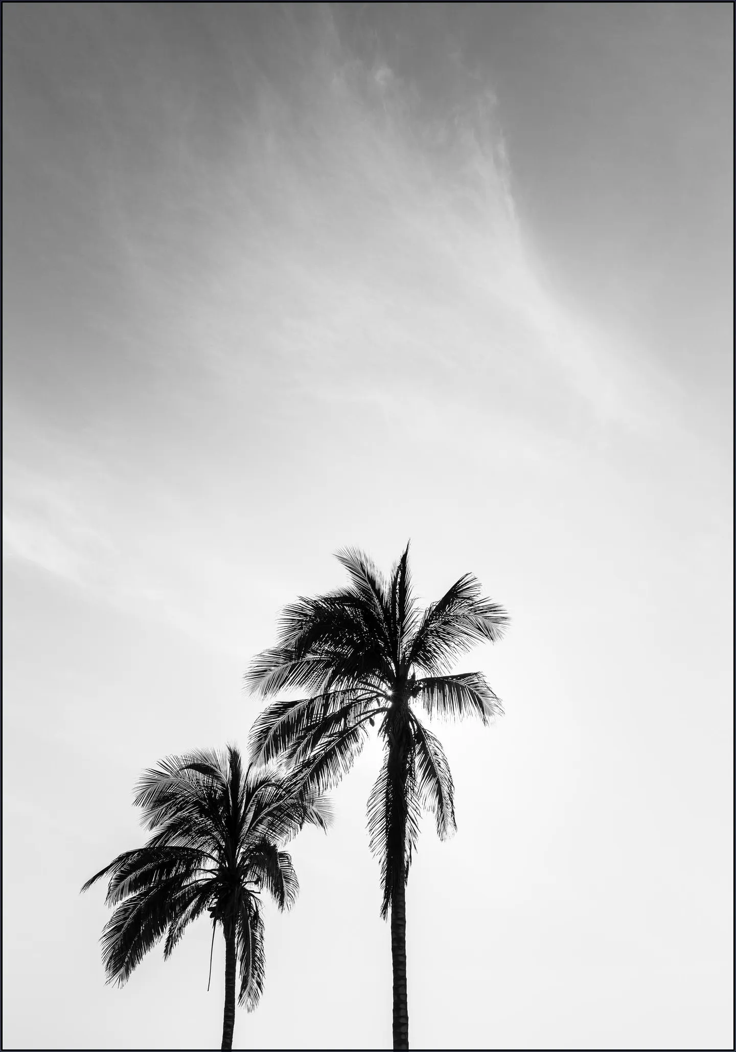 Palms In The Middle East