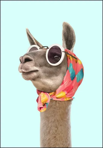 Fashion Lama