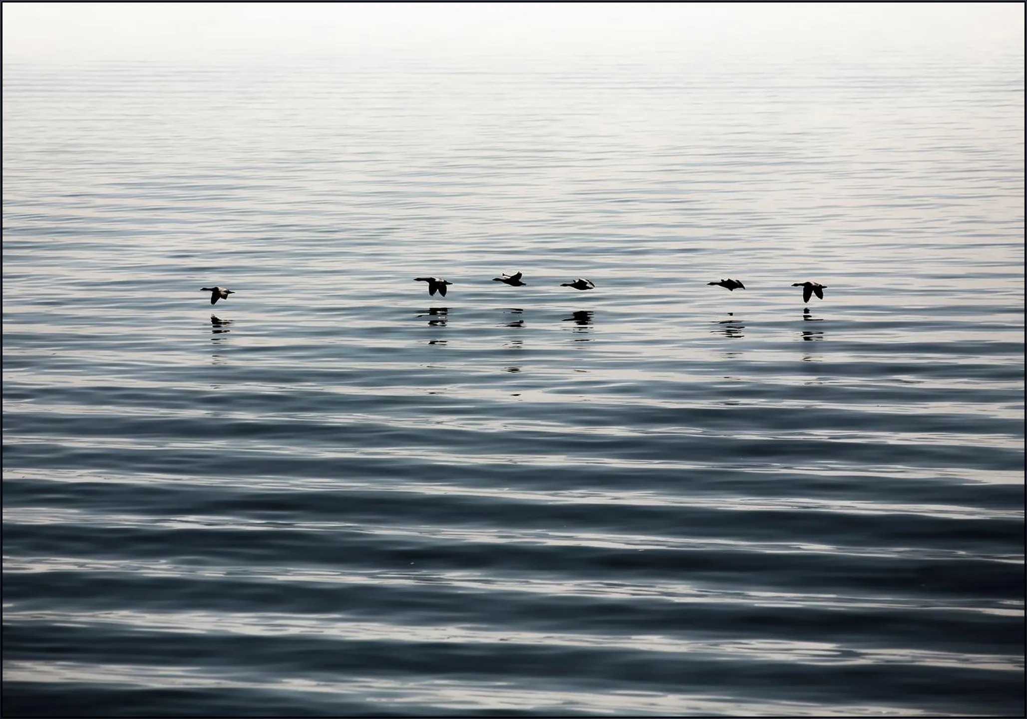 Waddenislands-Birds Flyover