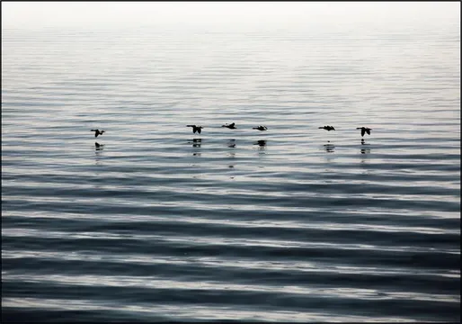 Waddenislands-Birds Flyover