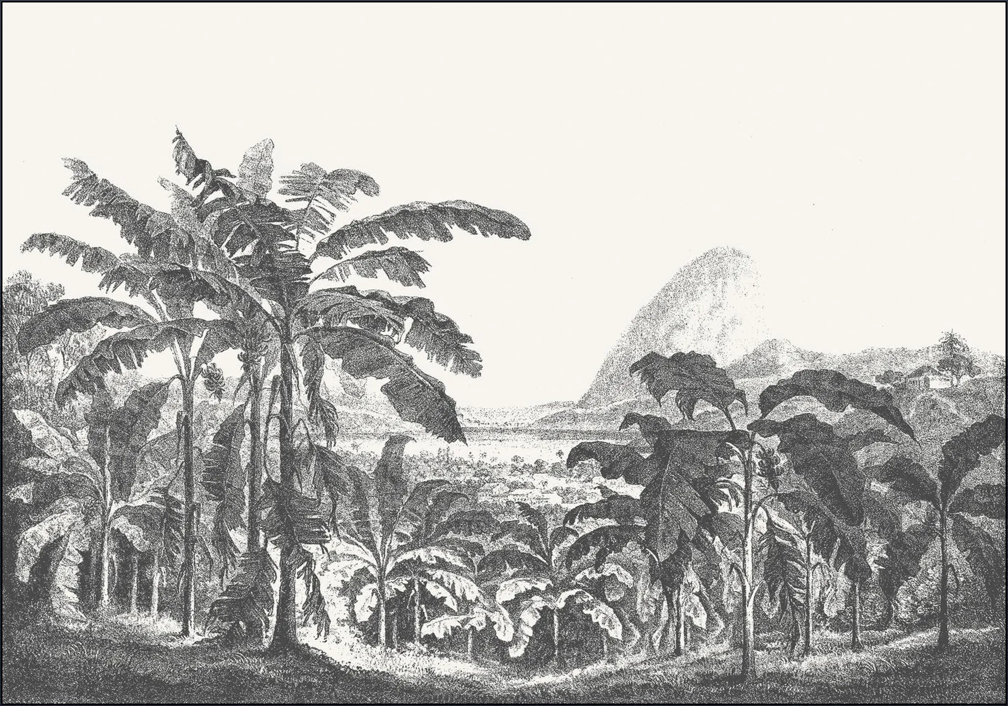 Palms and Mountain