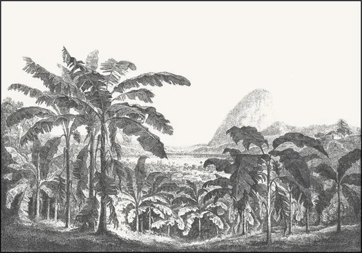 Palms and Mountain