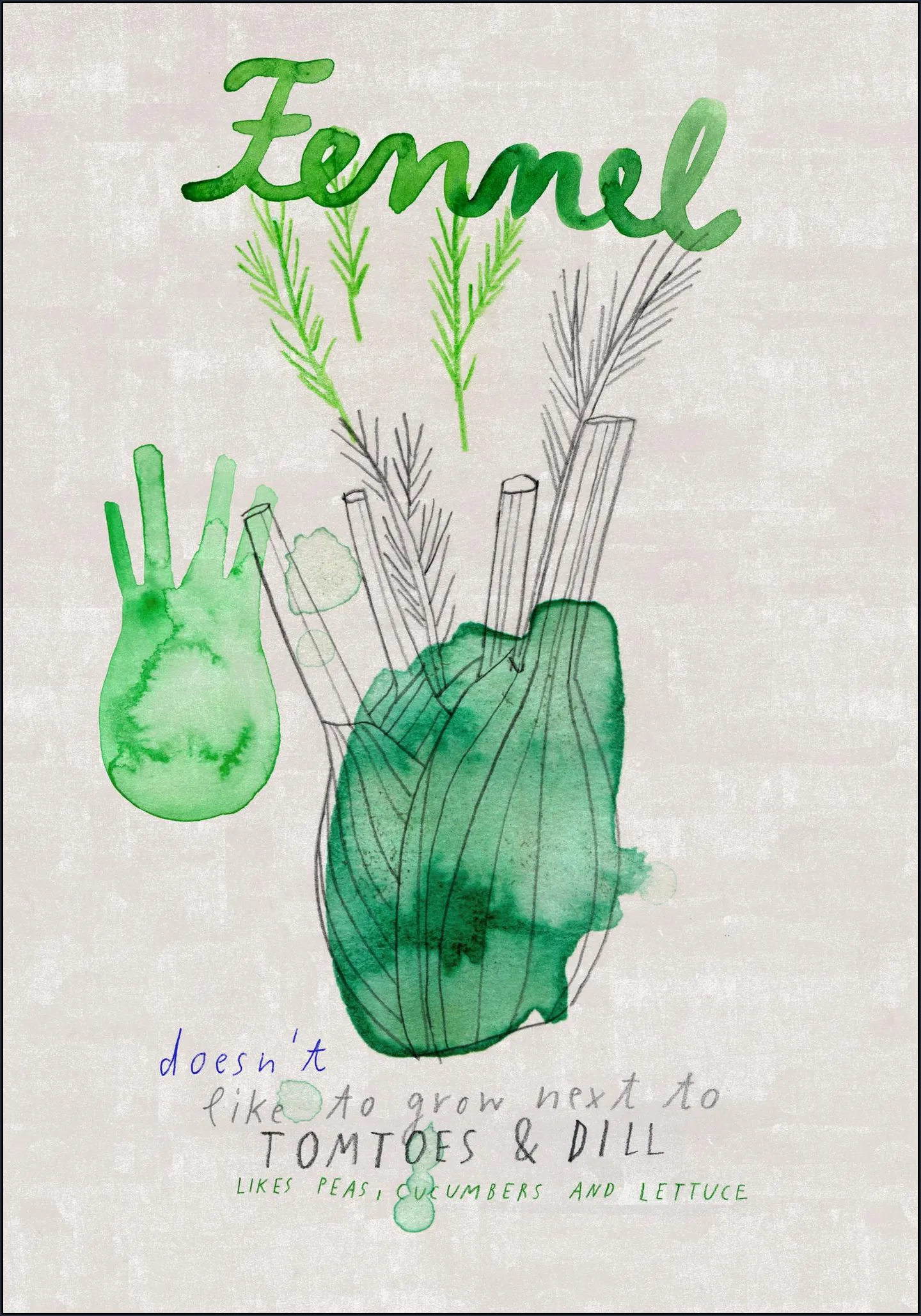 Fennel