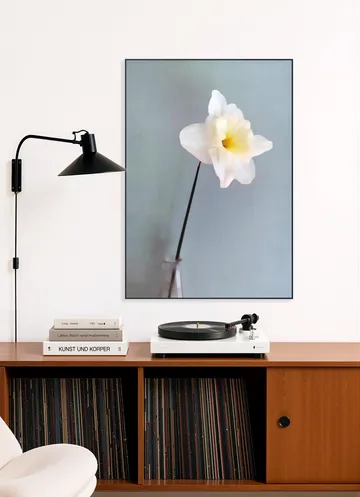 Narciso