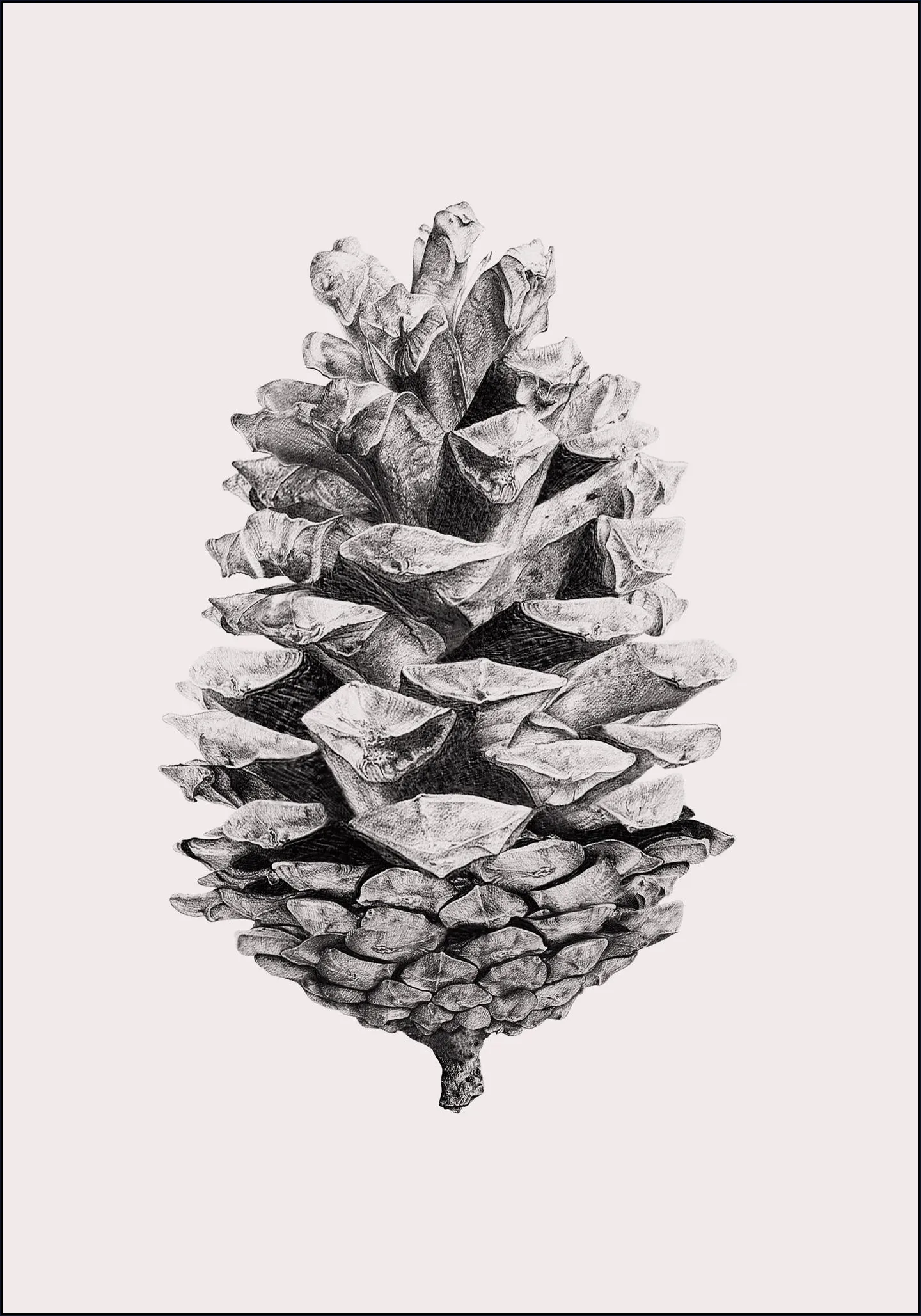 Pinecone