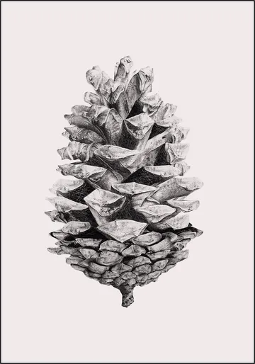 Pinecone