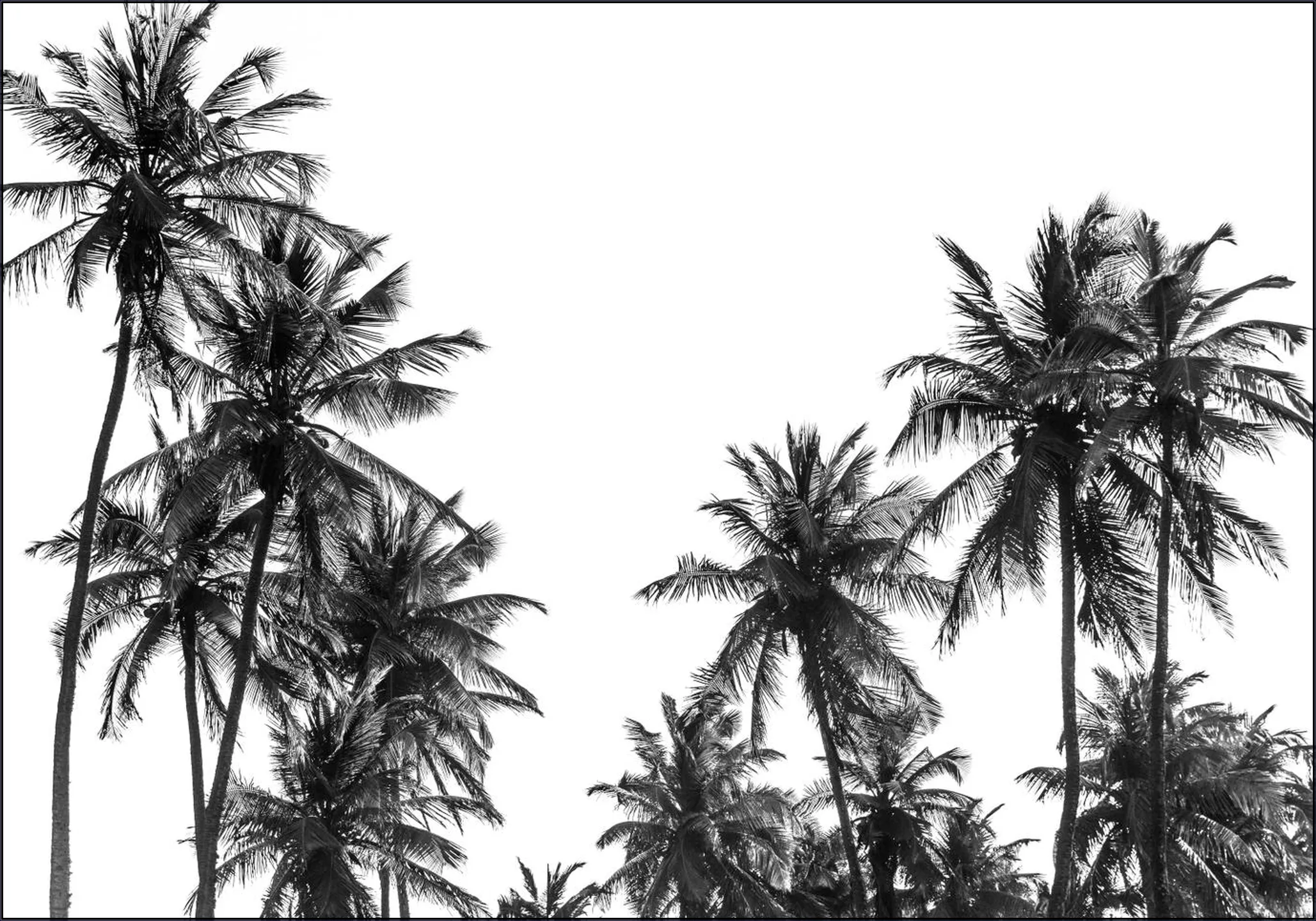 Palm Trees in Africa