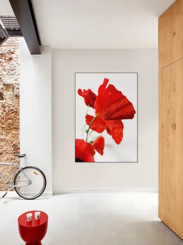 Poppies