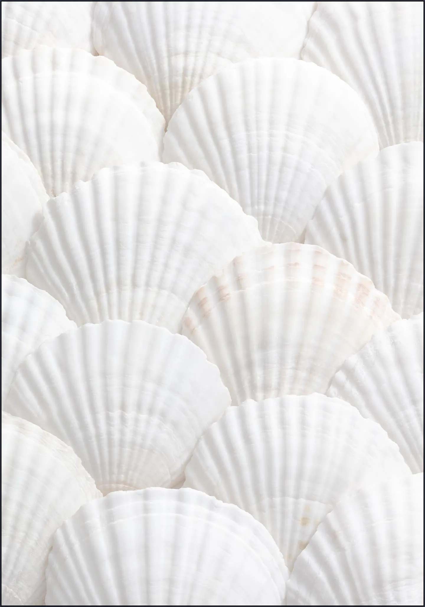 Seashell Symphony